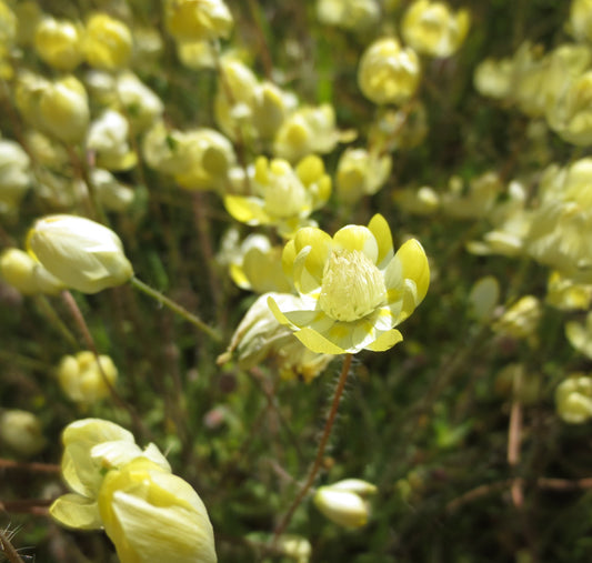 Platystemon californicus, Creamcups