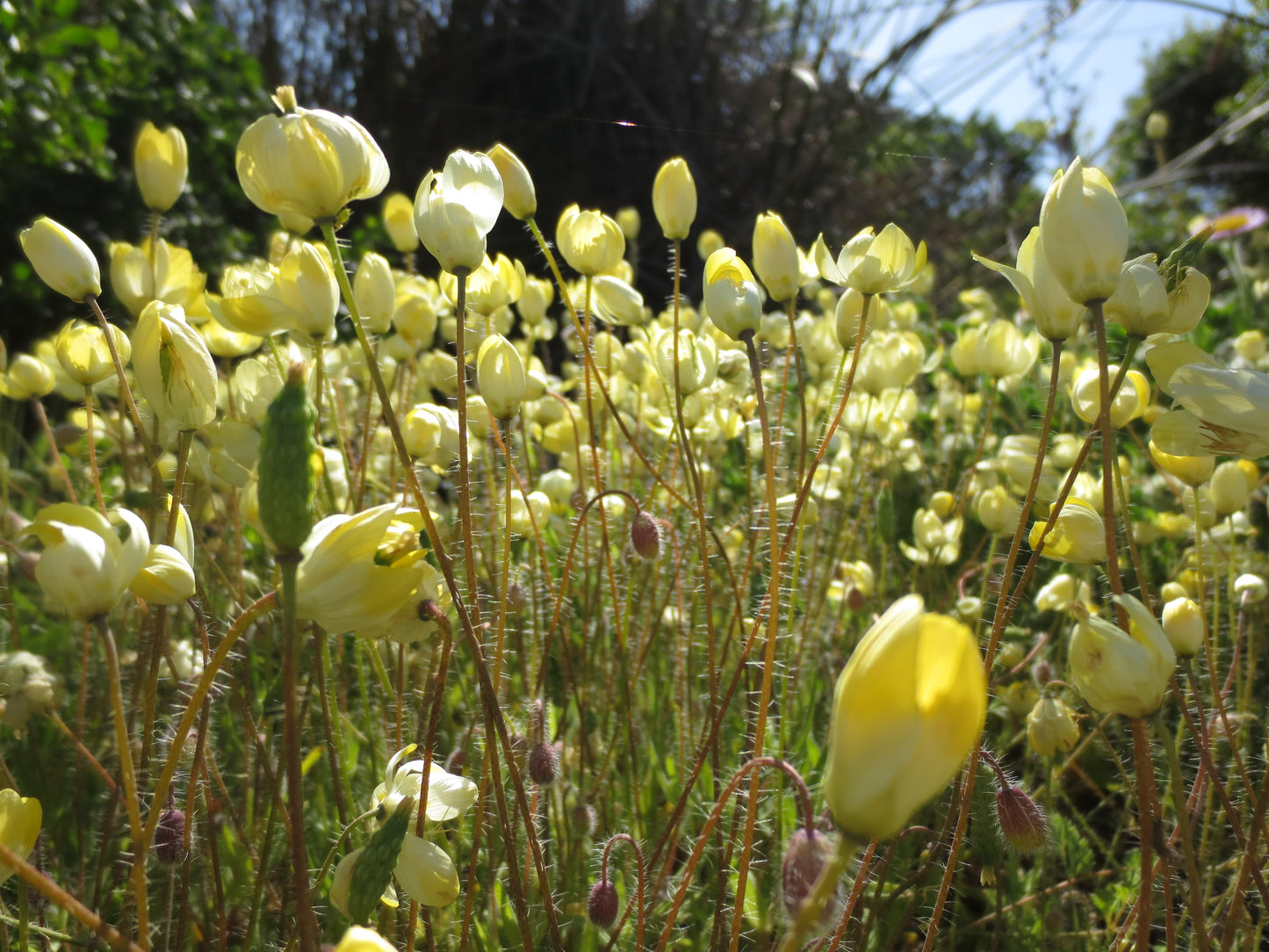 A view of a cream cups planting, showing buds, mature flowers, and the hairs on the stems.