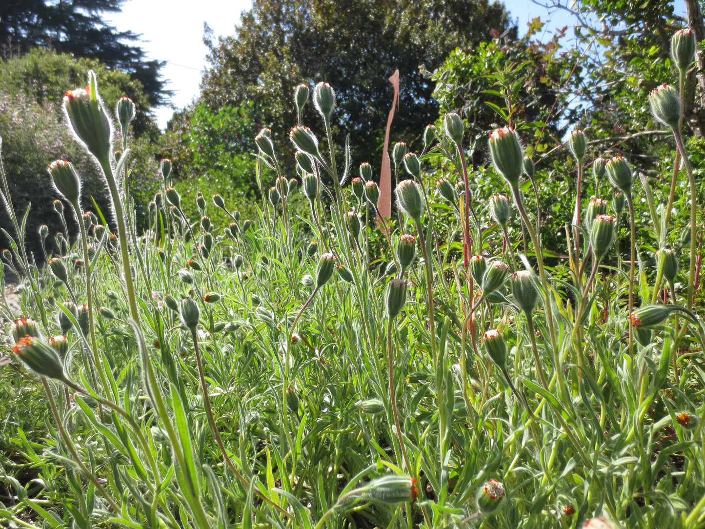 Achyrachaena mollis, Blow-wives