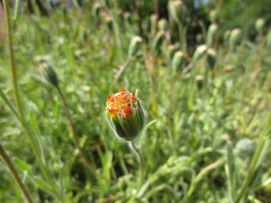 Achyrachaena mollis, Blow-wives