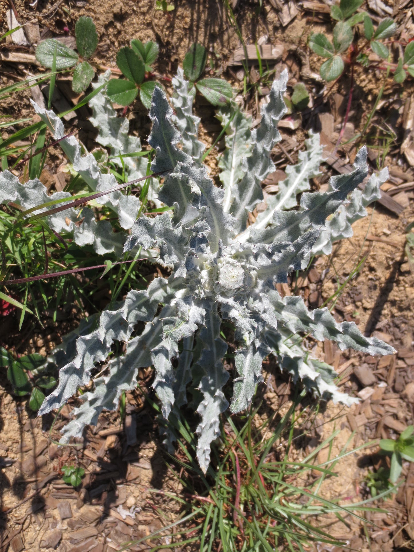 Cirsium occidentale, Cobweb Thistle