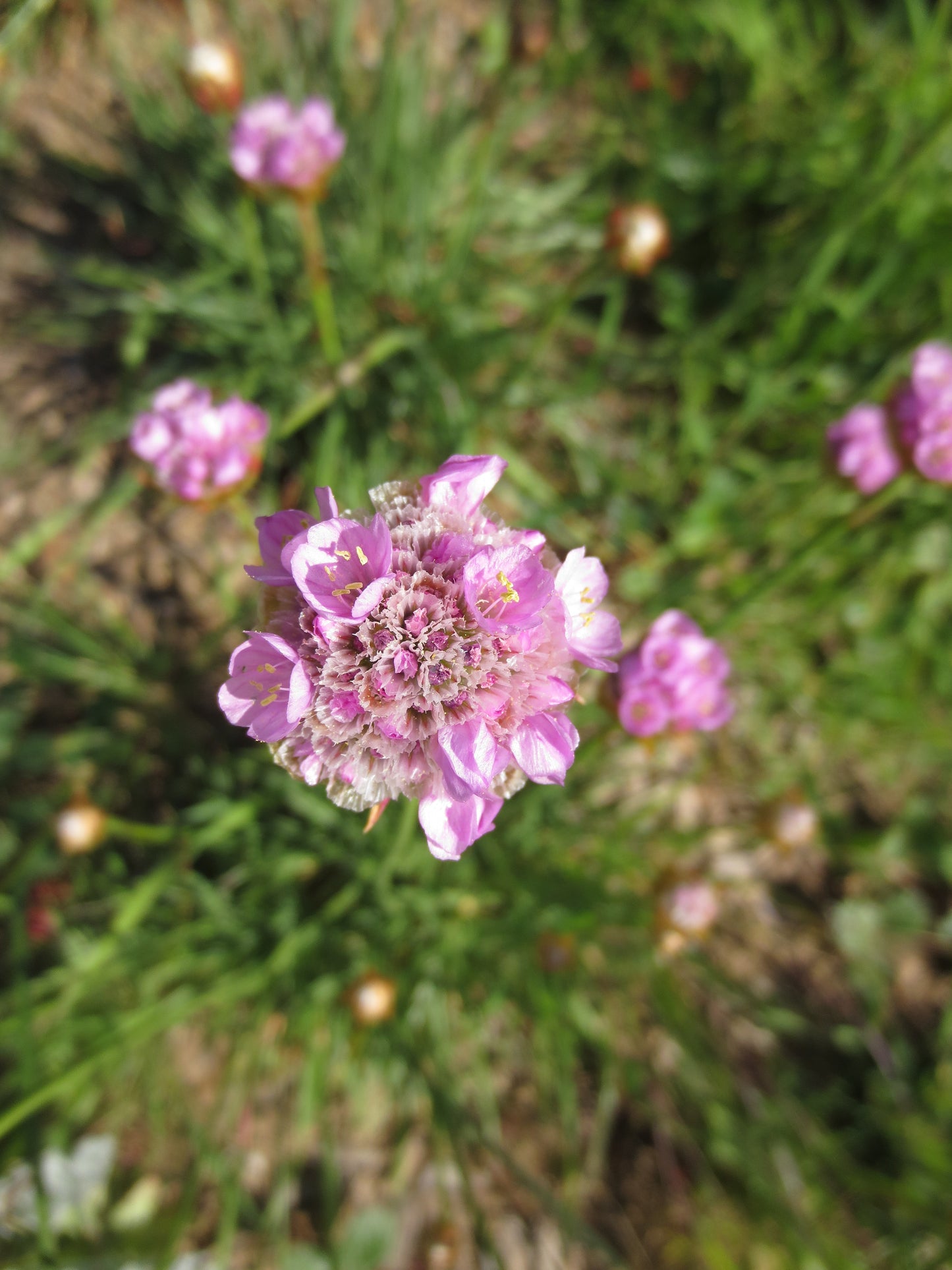 Armeria maritima, Sea Pink