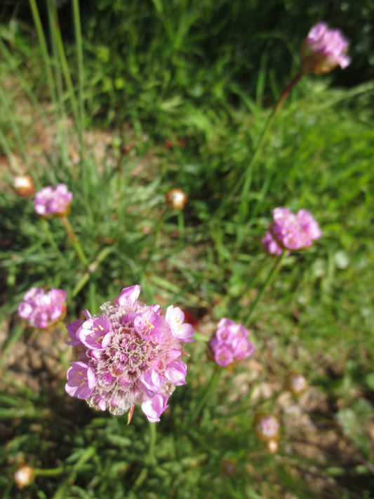 Armeria maritima, Sea Pink