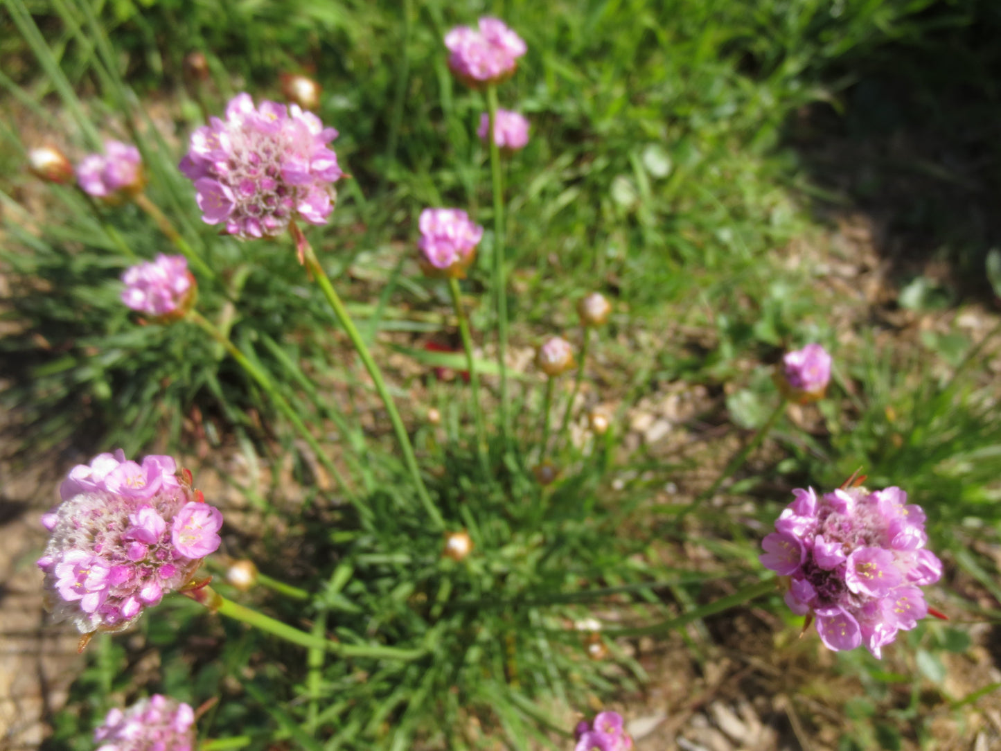 Armeria maritima, Sea Pink