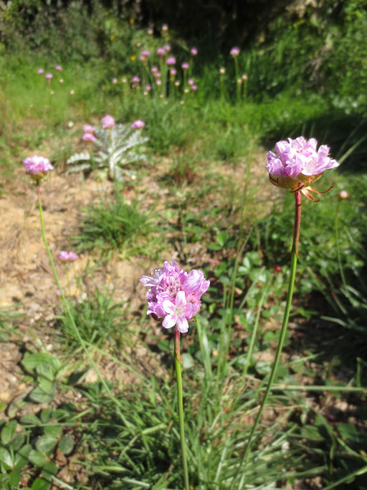Armeria maritima, Sea Pink