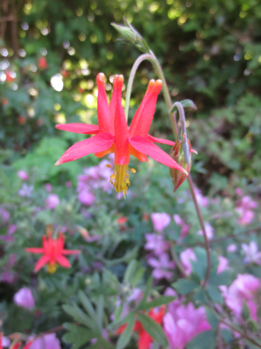 Aquilegia formosa, Western Columbine