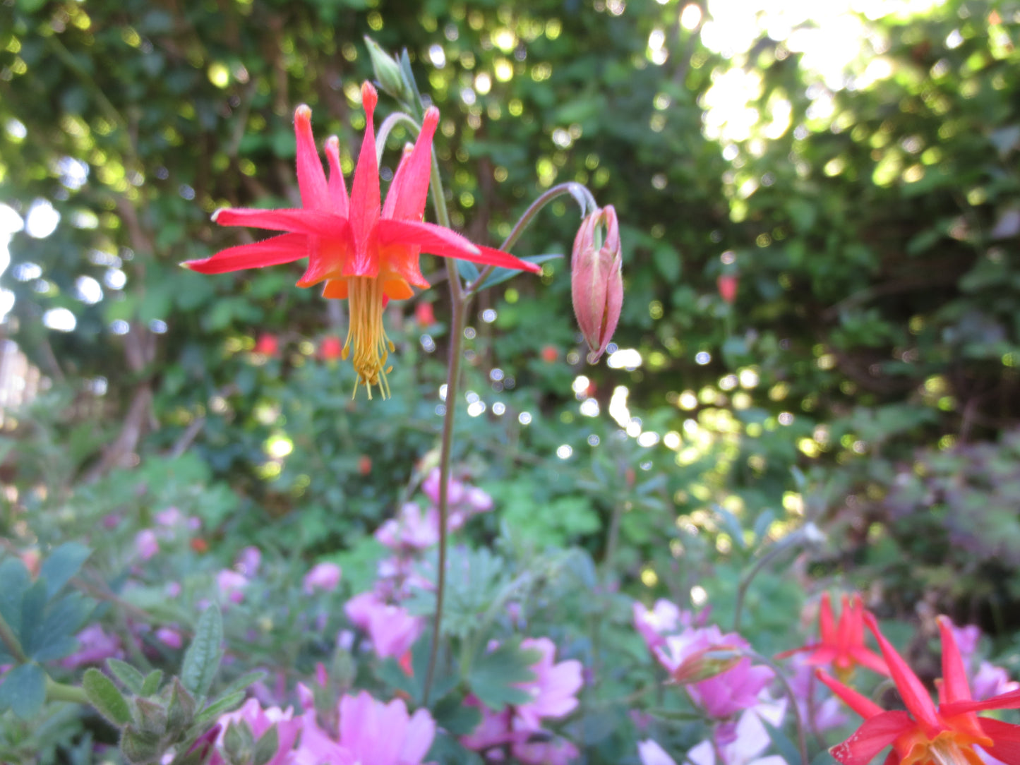 Aquilegia formosa, Western Columbine