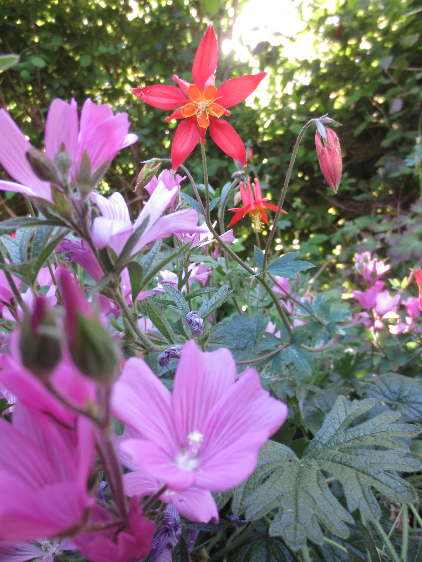 Aquilegia formosa, Western Columbine