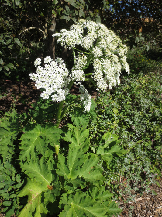 Heracleum maximum, Cow Parsnip