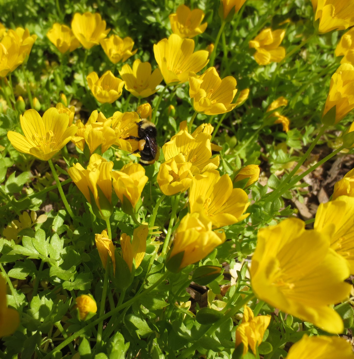 Limnanthes douglasii ssp. sulphurea, Point Reyes Meadowfoam