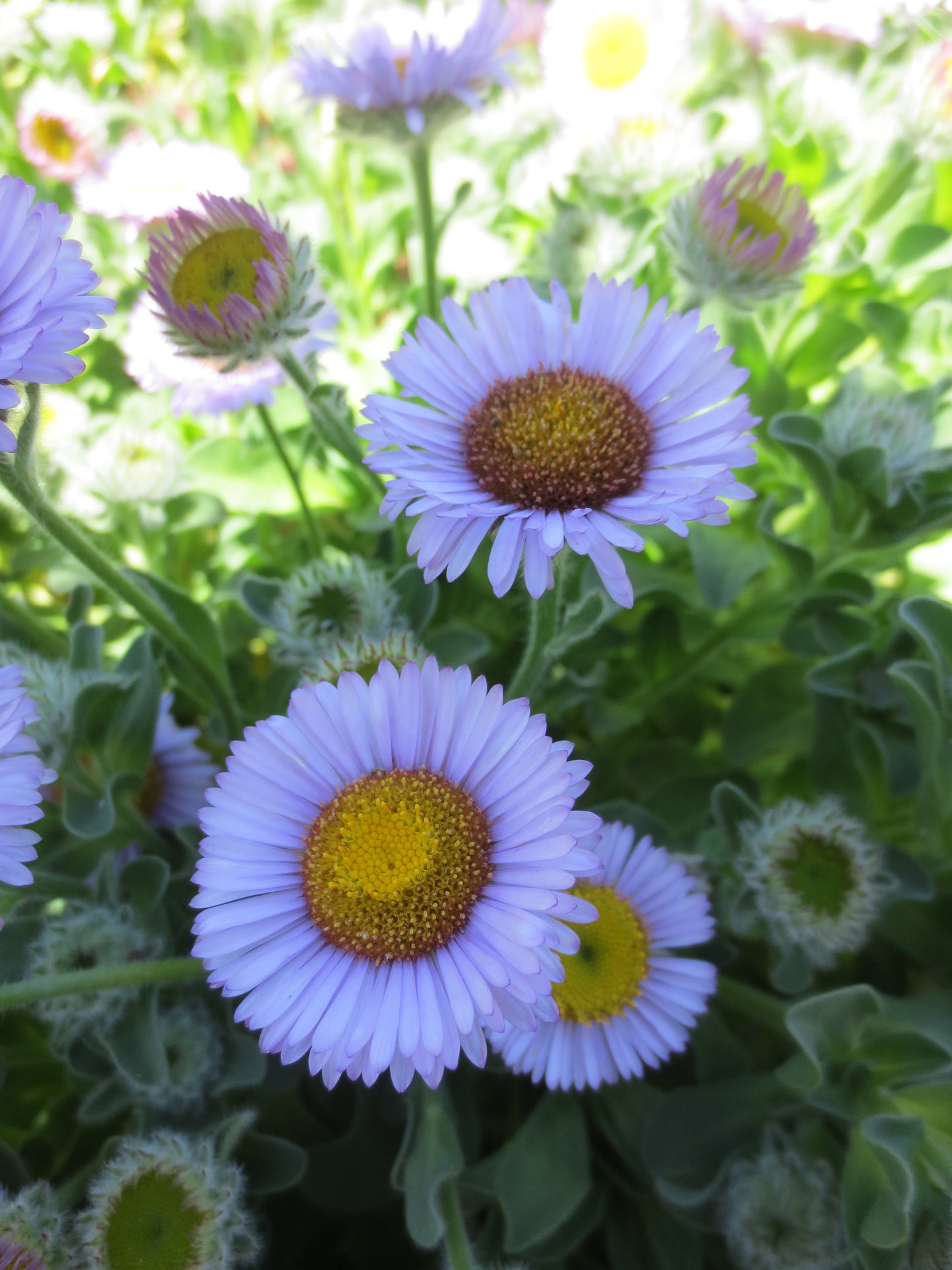 Erigeron glaucus, Beach Aster
