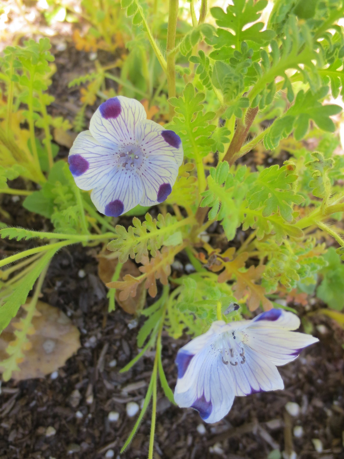 Nemophila maculata, Five Spot