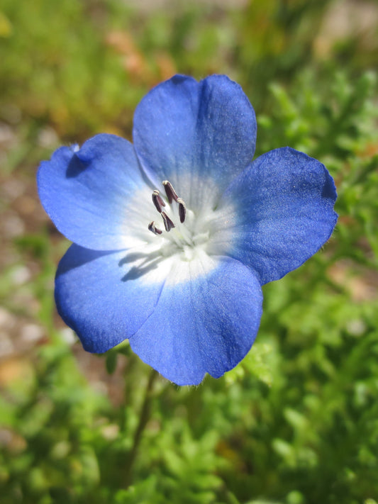 Nemophila menziesii, Baby-Blue-Eyes