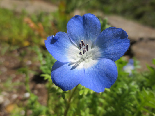 Nemophila menziesii, Baby-Blue-Eyes