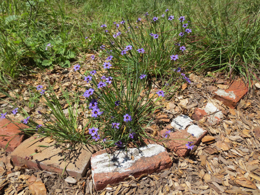 Sisyrinchium bellum, Blue-eyed Grass
