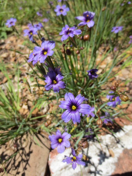 Sisyrinchium bellum, Blue-eyed Grass