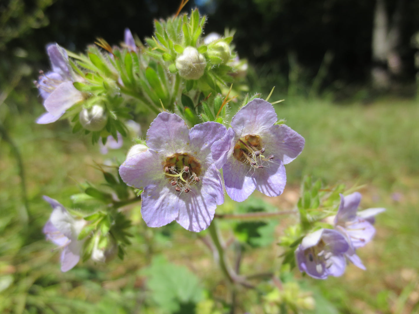 Phacelia bolanderi, Bolander's Phacelia