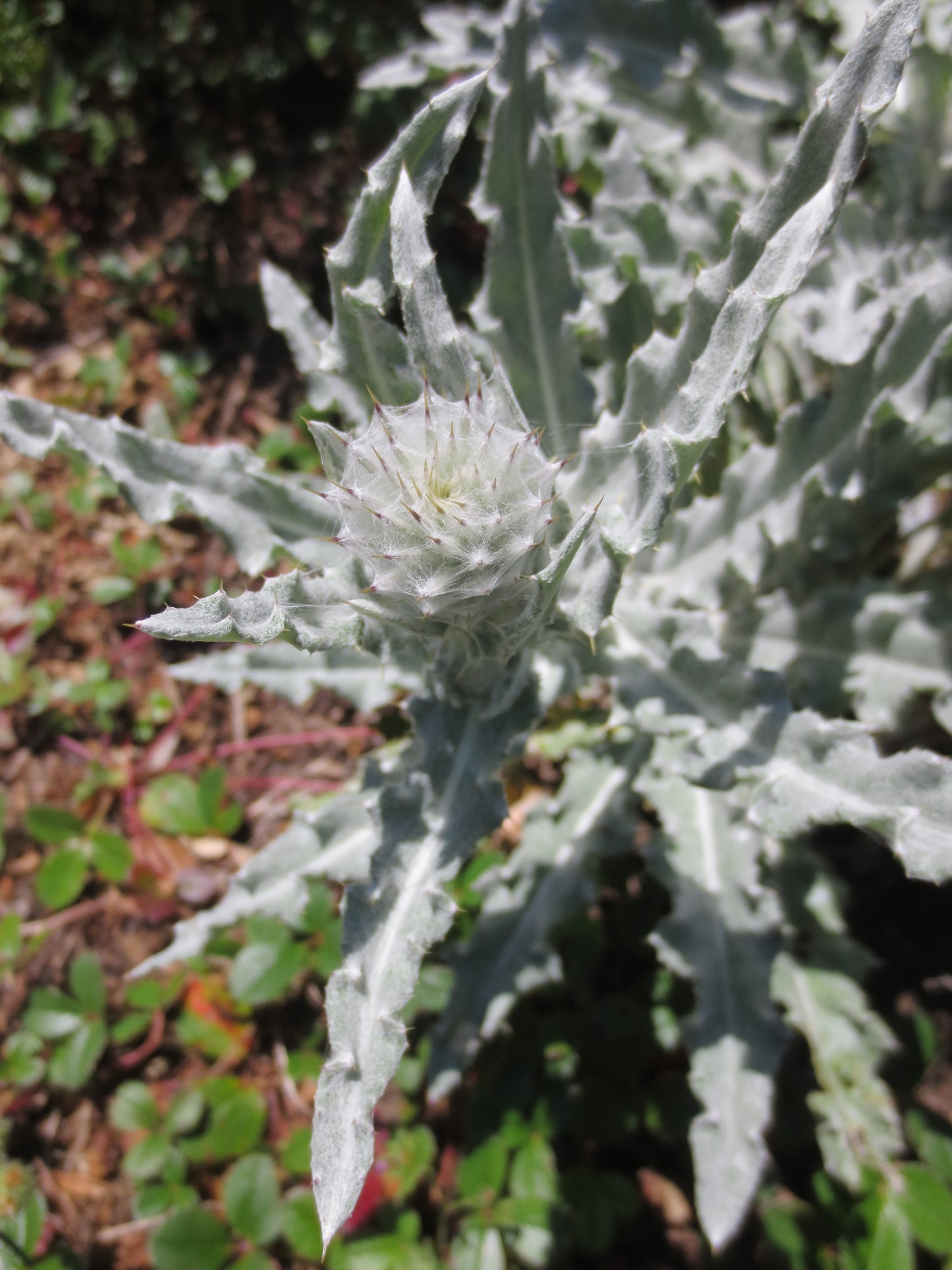 Cirsium occidentale, Cobweb Thistle