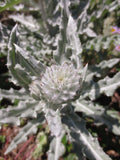 Cirsium occidentale, Cobweb Thistle