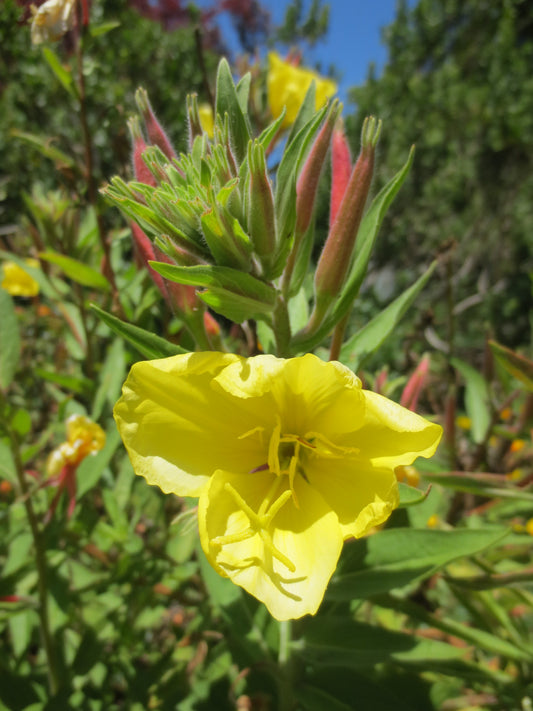 Oenothera elata, Evening Primrose