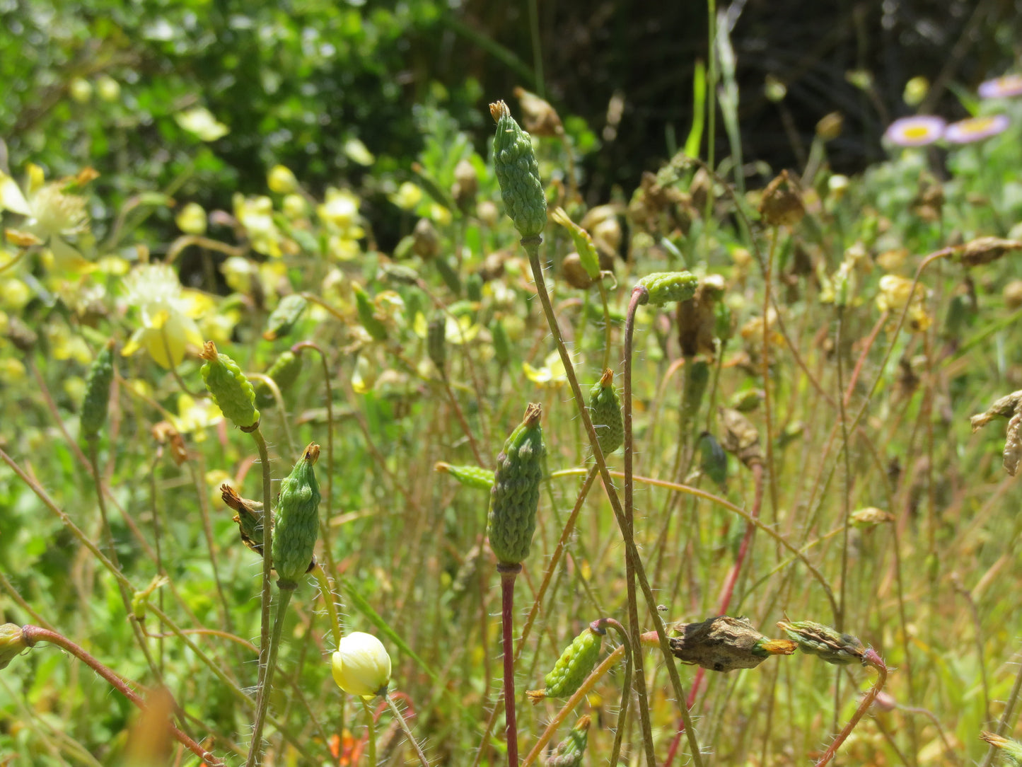 Platystemon californicus, Creamcups