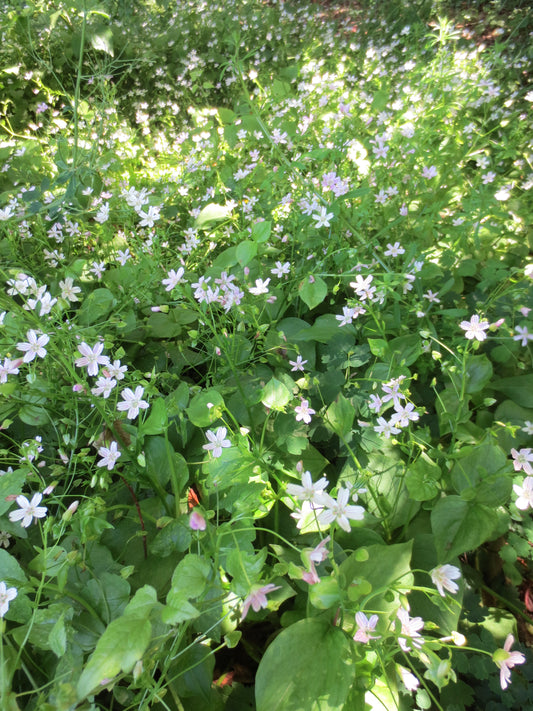 Claytonia sibirica, Peppermint Candy Flower