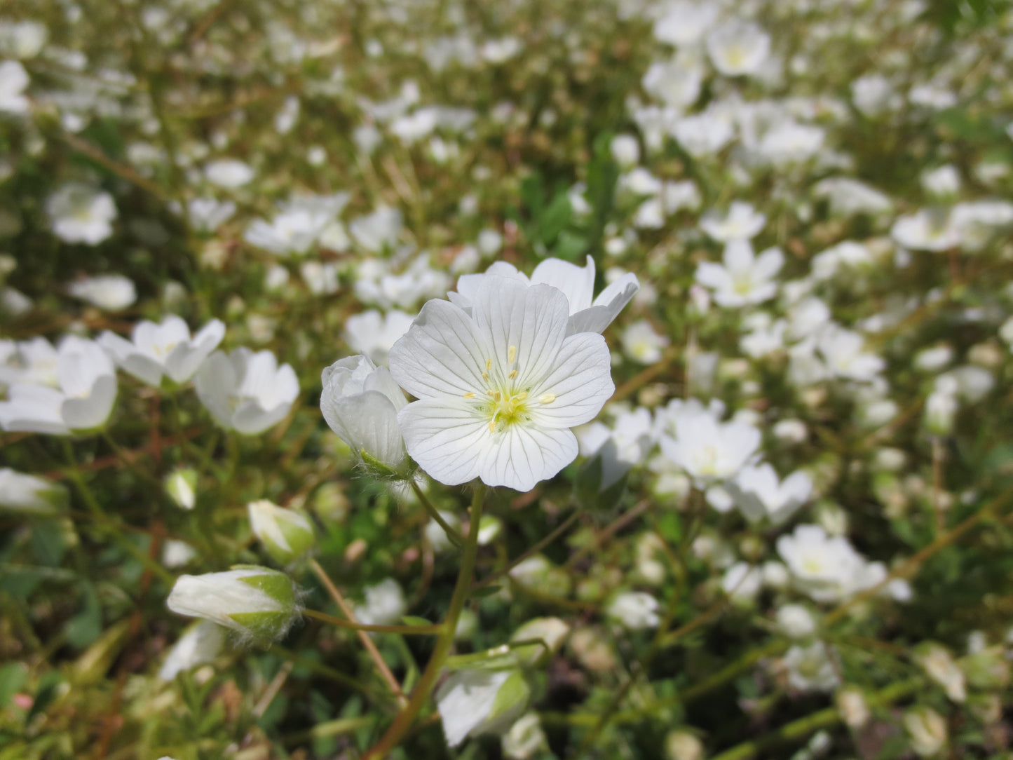 Limnanthes alba, White Meadowfoam