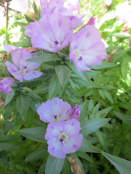 Clarkia purpurea ssp. purpurea, Winecup Clarkia