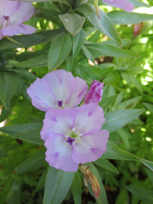 Clarkia purpurea ssp. purpurea, Winecup Clarkia