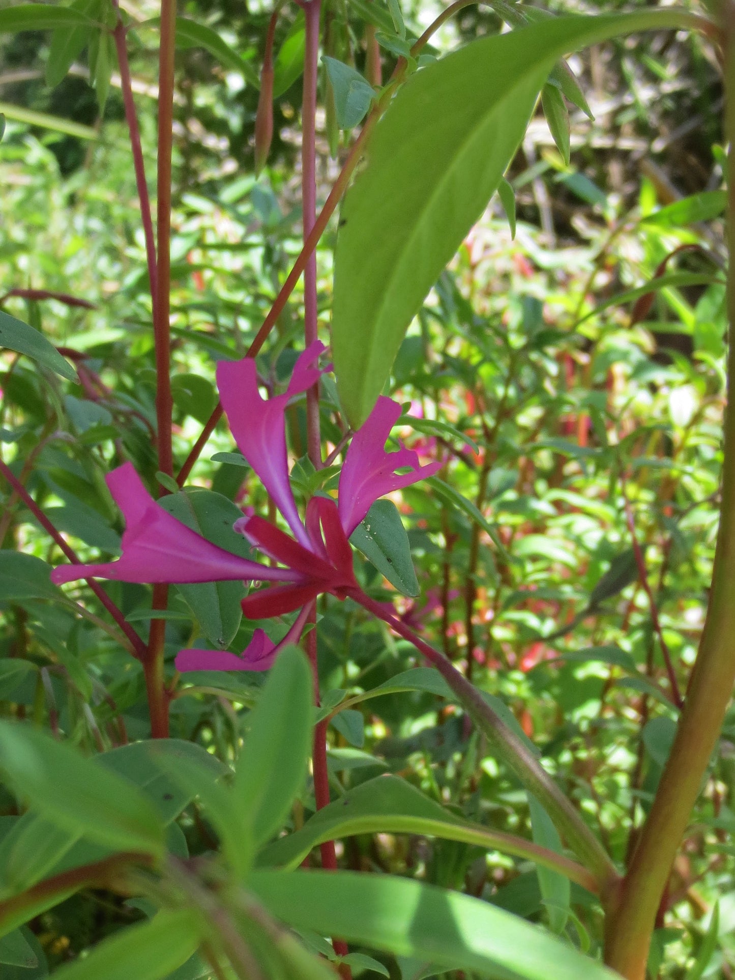 Clarkia concinna, Red Ribbons