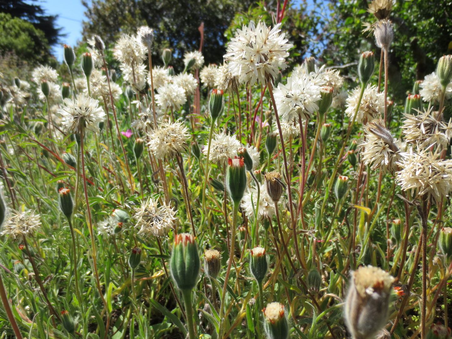 Achyrachaena mollis, Blow-wives