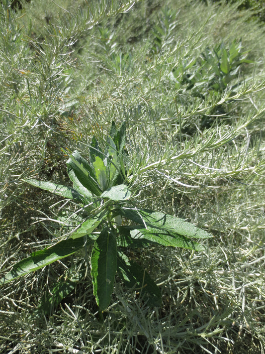 Artemisia californica, California Sagebrush