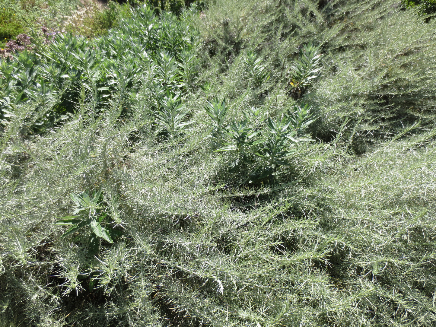 Artemisia californica, California Sagebrush