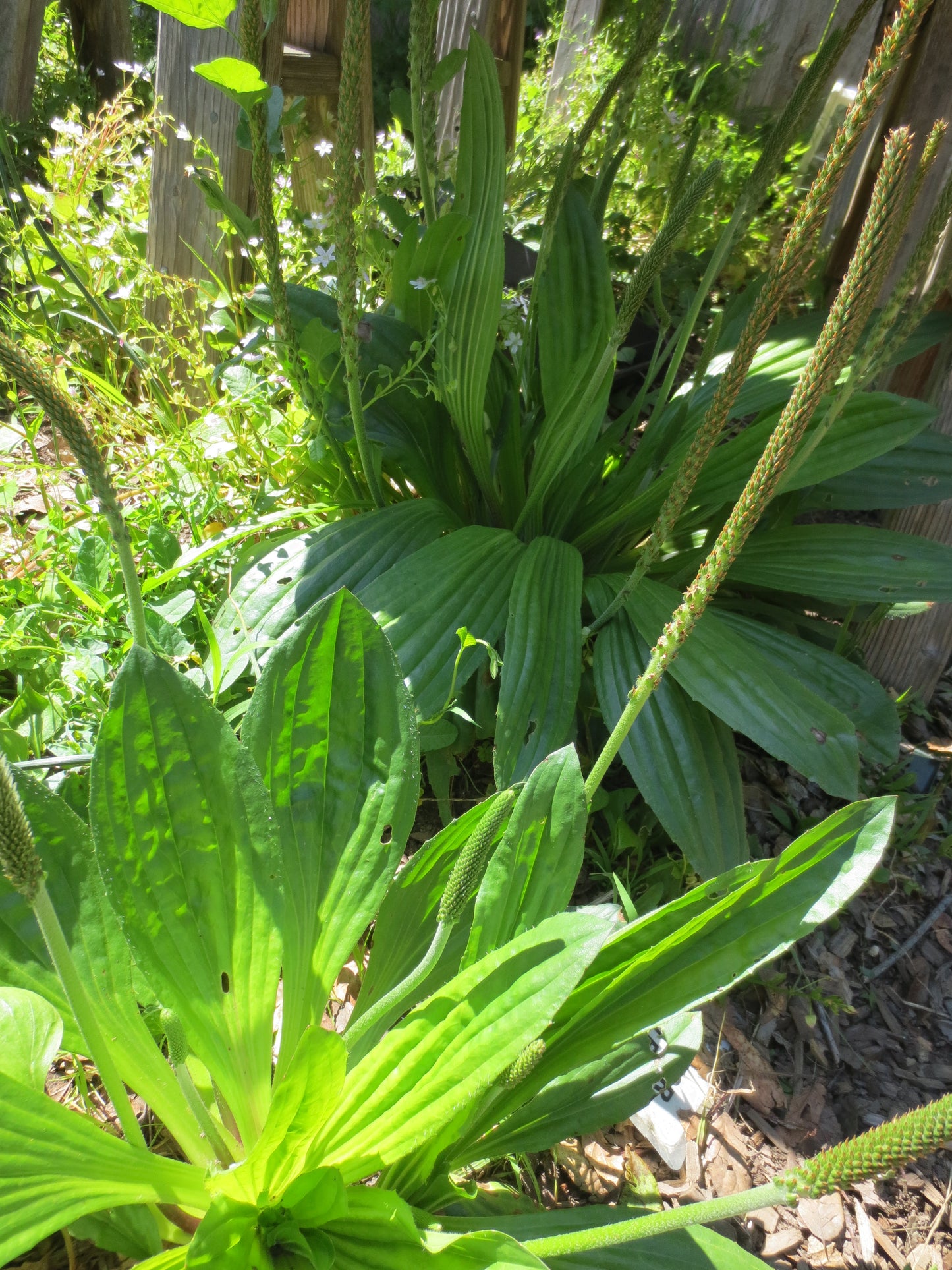 Plantago subnuda, Coastal Plantain