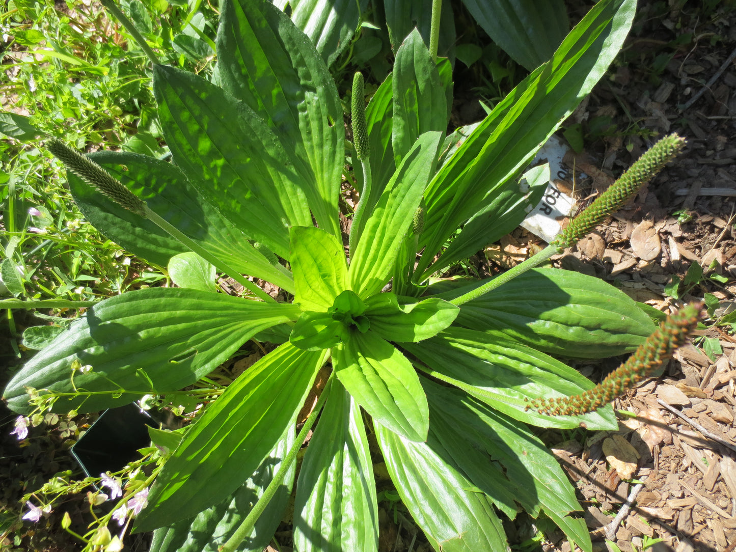 Plantago subnuda, Coastal Plantain