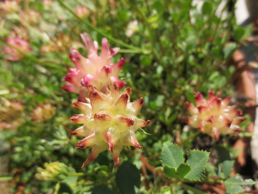 Trifolium fucatum, Bull Clover