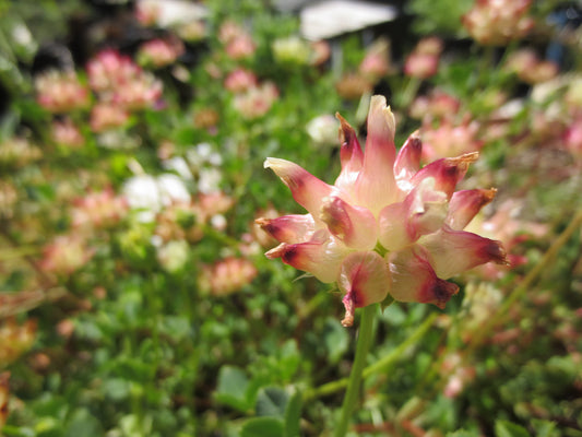 Trifolium fucatum, Bull Clover