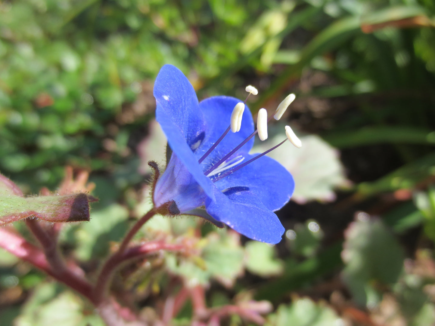 Phacelia campanularia, California Bluebells