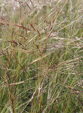 Stipa cernua, Nodding Needlegrass