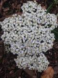Achillea millefolium, White Yarrow