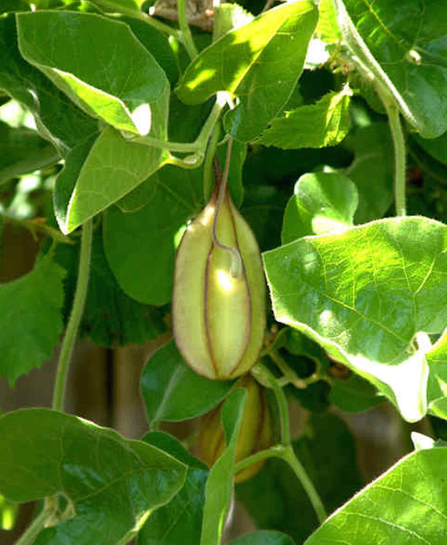Aristolochia californica, California Pipevine