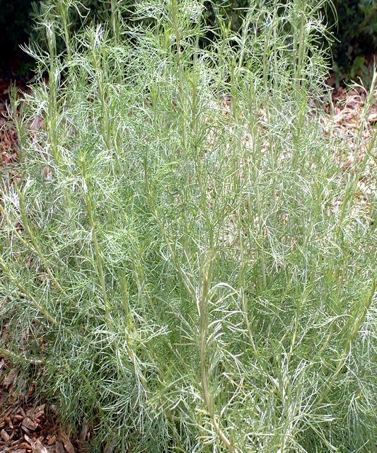 Artemisia californica, California Sagebrush