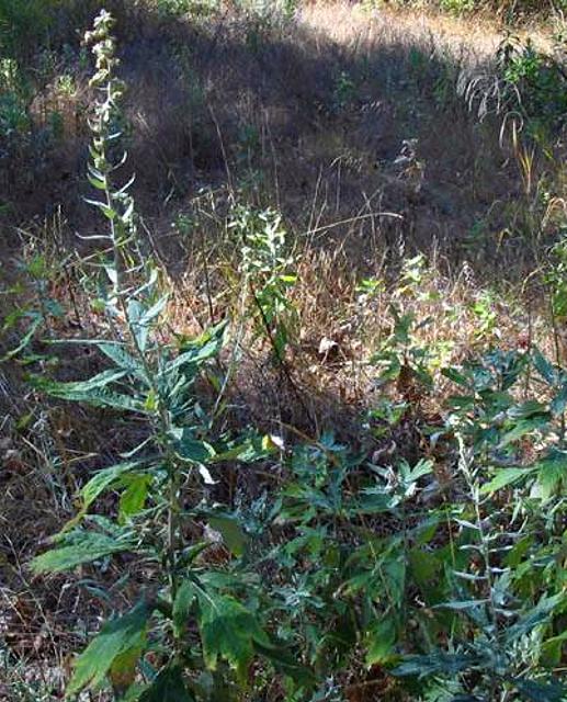 Artemisia douglasiana, California Mugwort