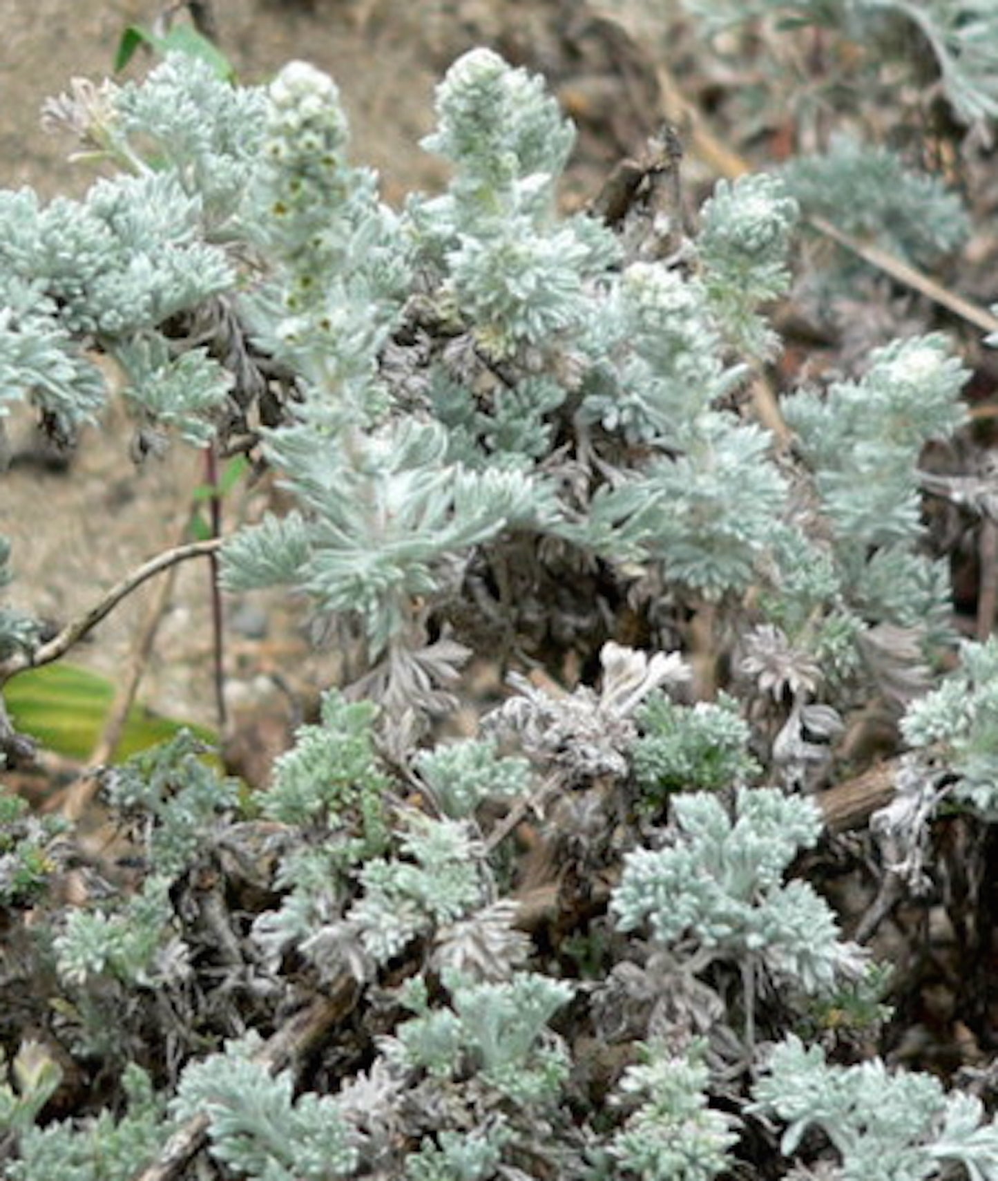 Artemisia pycnocephala, Soft Sage