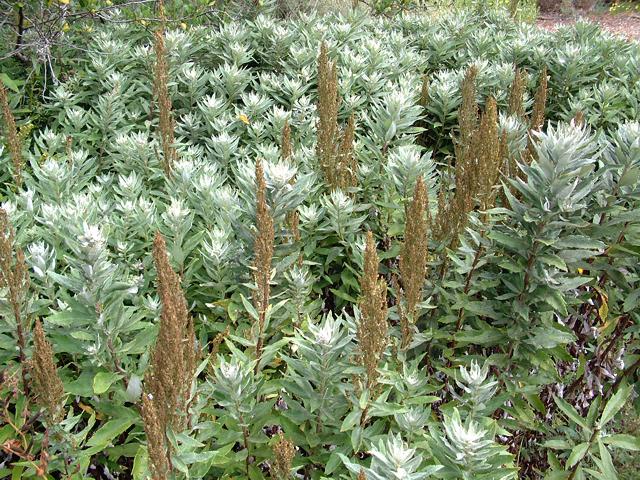Artemisia suksdorfii, Coastal Mugwort