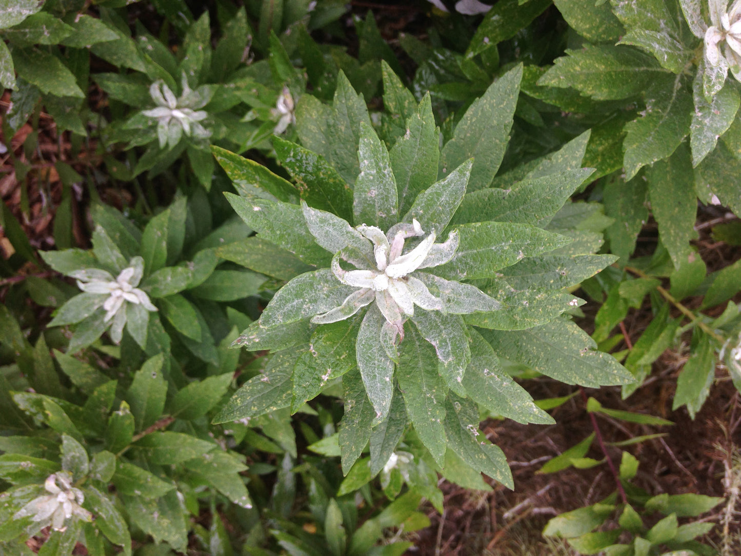 Artemisia suksdorfii, Coastal Mugwort