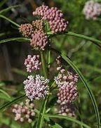 Asclepias fascicularis, Narrow-leaf Milkweed