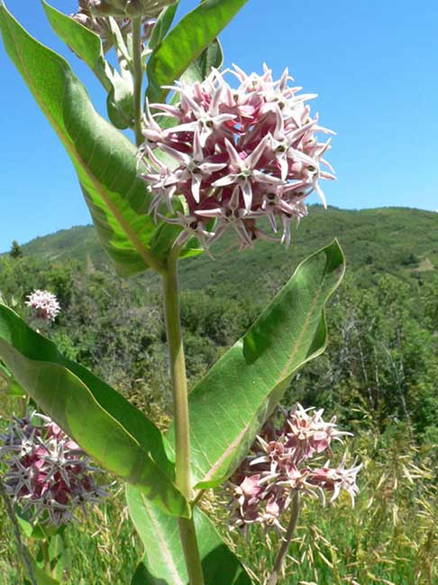 planting showy milkweed seeds Asclepias speciosa, Showy Milkweed