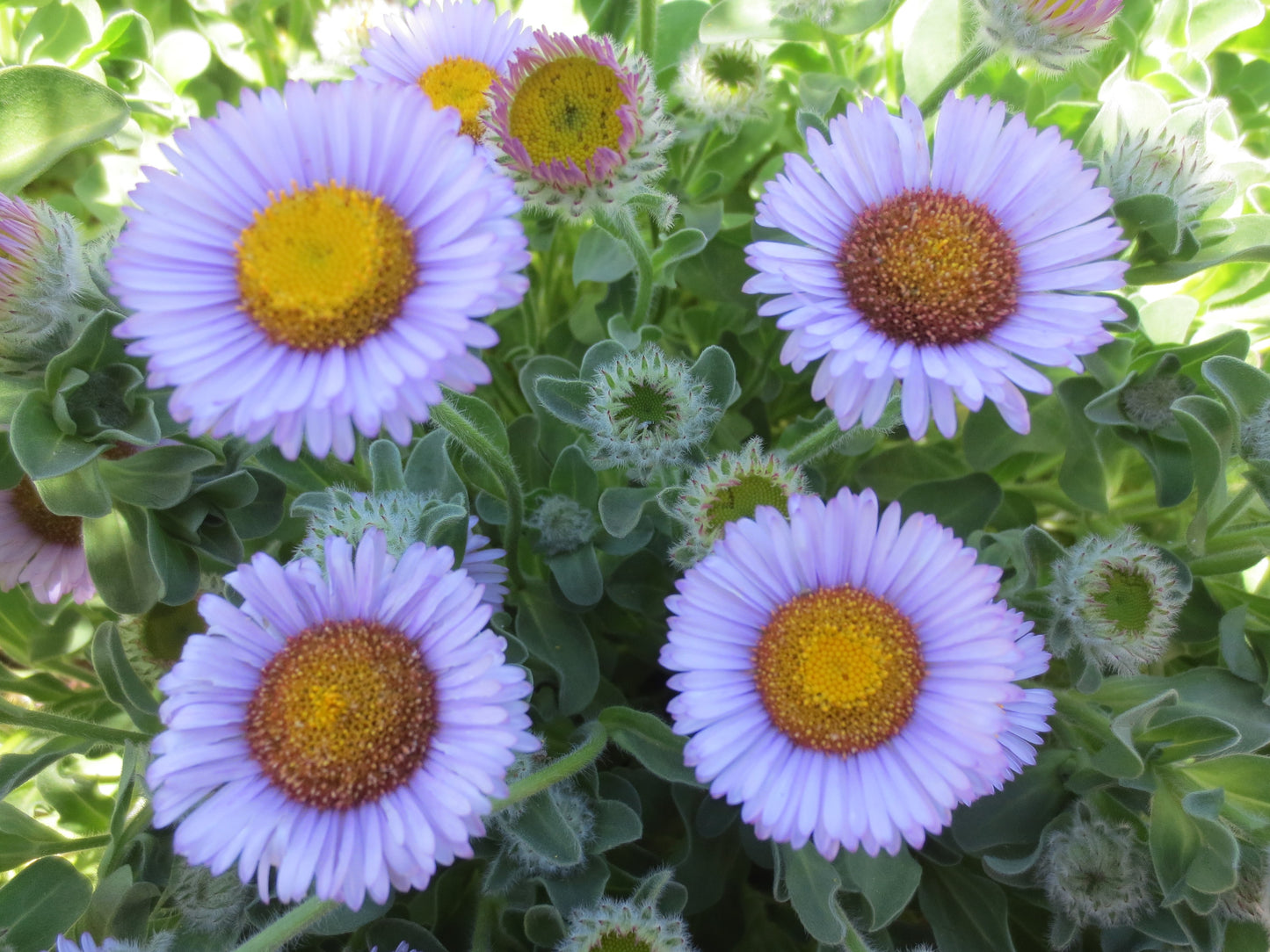 Erigeron glaucus, Beach Aster