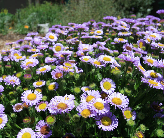 Erigeron glaucus, Beach Aster